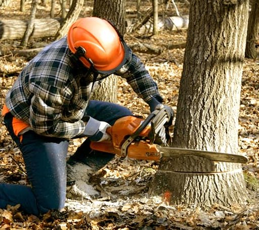 Tree Removal in Sperry, OK